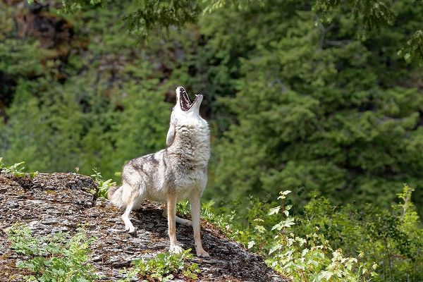 Montana Coyote howling in controlled environment